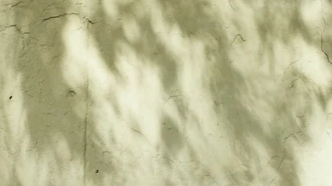 Transparent soft light and shadows from branches, plant, foliage and leaves Stock Footage 267979265