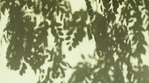 Transparent soft light and shadows from branches, plant, foliage and leaves. Sun Video stock 270930738