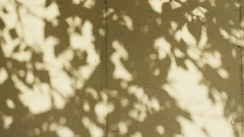 Transparent soft light and shadows from branches, plant, foliage and leaves 库存影片 272595046