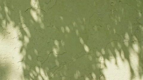 Transparent soft light and shadows from branches, plant, foliage and leaves. Sun Stock Footage 272595103