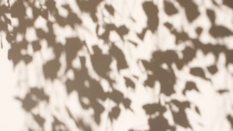 Transparent soft light and shadows from branches, plant, foliage and leaves. Sun Vídeo Stock 274149112