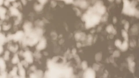 Transparent soft light and shadows from branches, plant, foliage and leaves Stock Footage 274637321