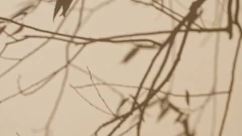 Transparent soft light and shadows from branches, plant, foliage and leaves Stock Footage 276993856
