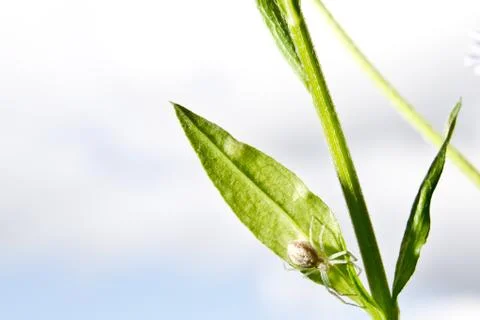 Transparent spider Foto stock