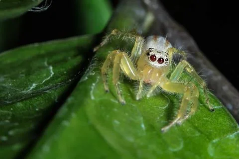 Transparent spider Stock Photos