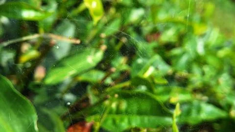 Transparent spider Stock Photos