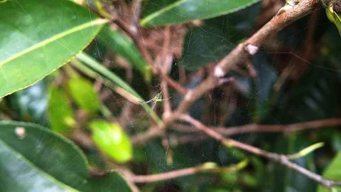 Transparent spider Stock Photos