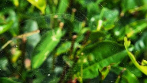 Transparent spider Stock Photos