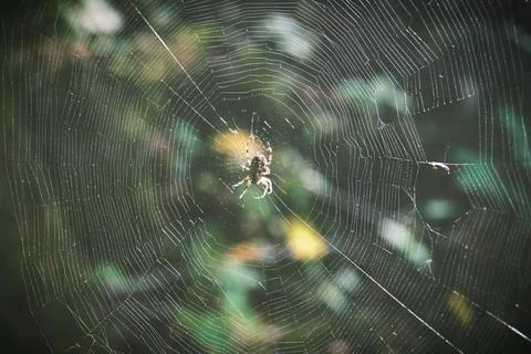 Transparent spider web between trees in the forest wildlife insect beautiful bac Stock Photos