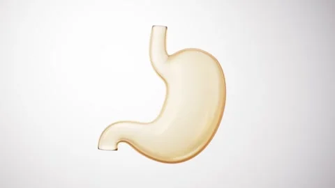 Transparent stomach model in motion on white background, anatomy and medica.. Stock Footage 328332663