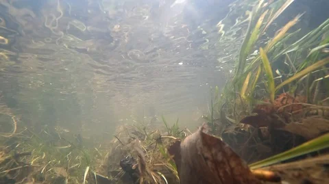 In a transparent stream under water among grass and plants Stock Footage 122990501