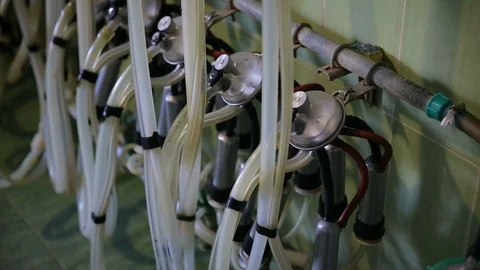 Transparent tank with black rubber tubes of a milking machine in a cowshed. Stock Footage 111662059