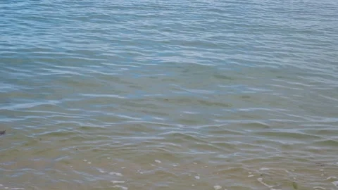Transparent texture of the sea water surface, waves, ripples, seaweed Video stock 336313276