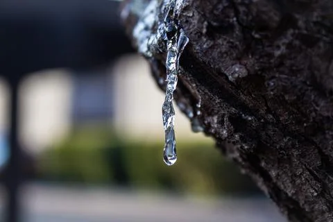 Transparent Tree Resin Drop On Bark Macro Closeup Stock Photos