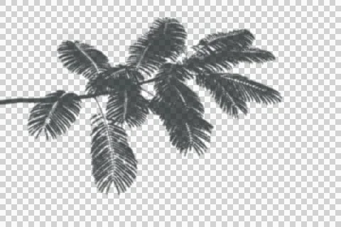 Transparent tree shadow isolated transparency background. Stock Photos