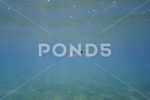 Transparent underwater creature Stock Photos