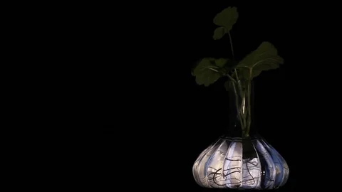 Transparent vase with blinking light, with the roots of a plant visible Stock Footage 88982676