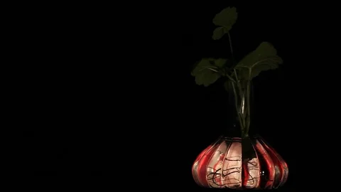 Transparent vase with blinking red light, with the roots of a plant visible Stock Footage 88982651