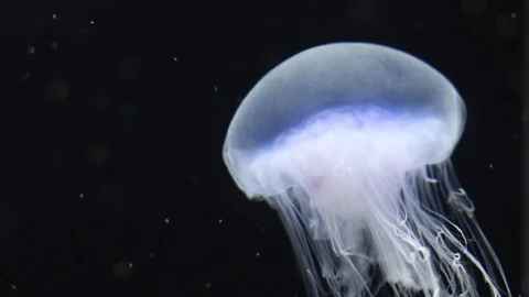 Transparent violet, and light blue jellyfish in water with a black background. Stock Footage 104771730