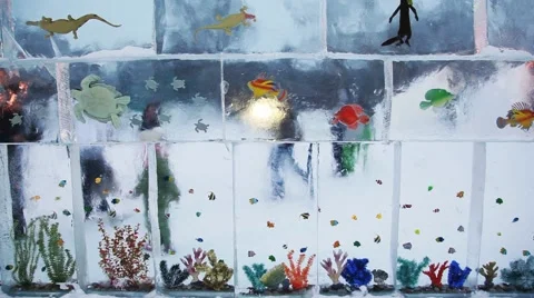 Transparent wall is done from rectangular ice bricks algae, corals, fishes, Stock Footage 995408