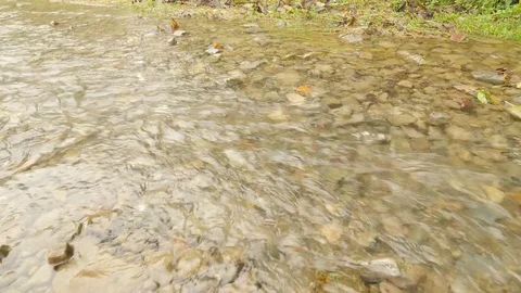 Transparent Water Close View of Stony Shallow Brook in Forest Cloudy Day Stock Footage 71644870