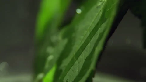 Transparent water drop flows down green leaf growing on tree Stock Footage 238932337