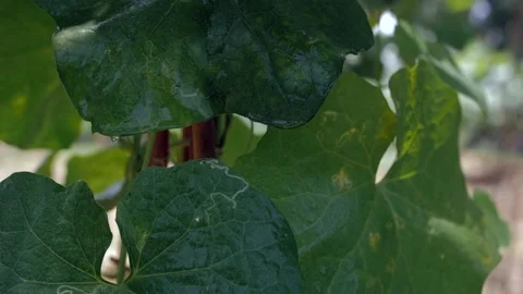 Transparent water droplets / dewdrops falling from a large leaf in the morning Video stock 157526087