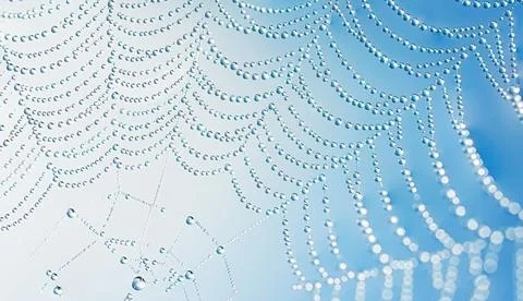 Transparent water droplets on web macro pattern with copy space Foto stock