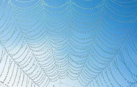 Transparent water droplets on web macro pattern with copy space Foto stock