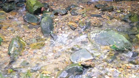 Transparent water flows through the rocks Stock-Footage 74064157