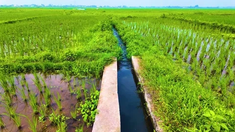 Transparent Water - Paddy Field Stock-Footage 262209266