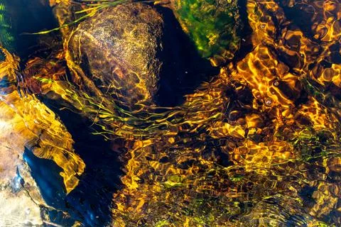 Transparent water texture background in river with seaweed and stones Stock Photos