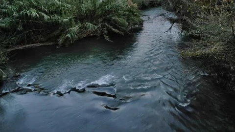 Transparent watercourse, close up Stock Footage 164652020