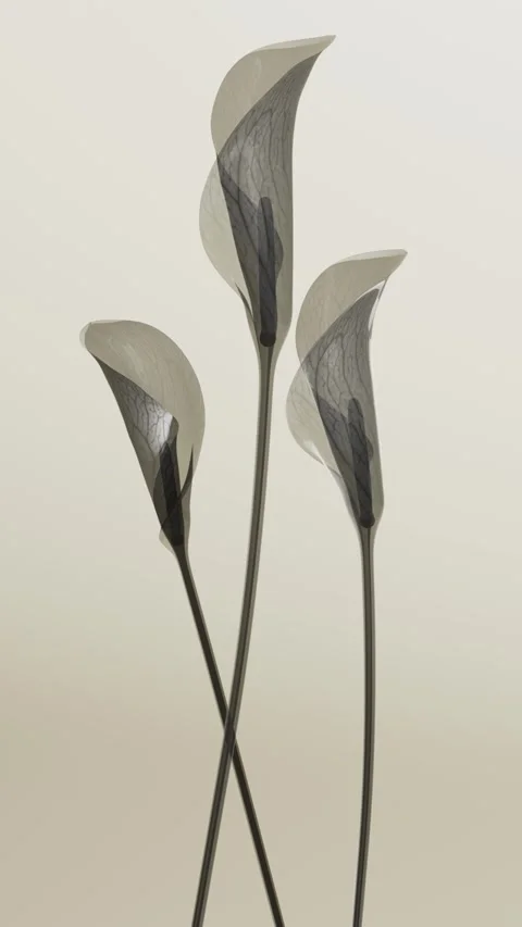 Transparent x-ray calla lily flowers blooming animation, elegant translucen.. Stock Footage 341268345