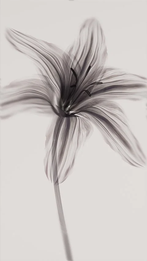 Transparent x-ray lily blooming in close-up against a soft background, eleg.. Stock Footage 336372281