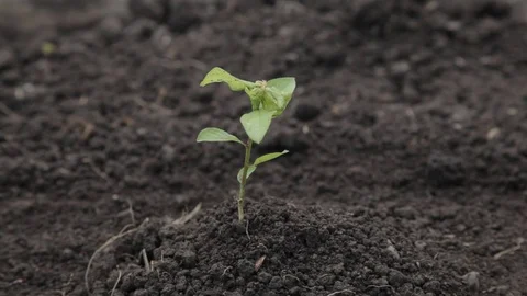 Transplant plants Stock-Footage 71153675