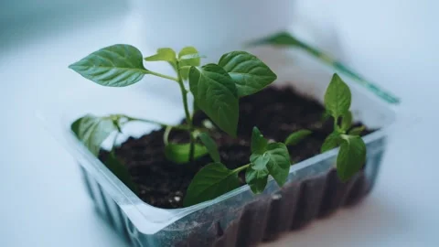 Transplanted flowers on the window in a plastic container Stock Footage 151846646