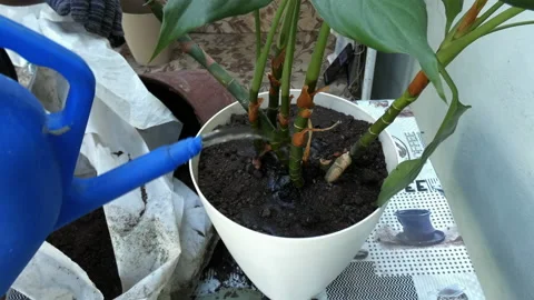 The transplanted plant is watered. Stock Footage 161302066