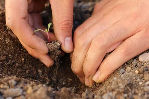 Transplanting a beetroot seedling 写真素材
