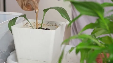Transplanting eucharis from small pot to large one. man waters ground around a Stock Footage 233470061