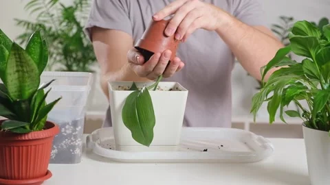 Transplanting eucharis from a small pot to a large one. A man pulls a houseplant Stock Footage 233470079