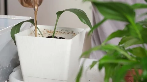 Transplanting eucharis from small pot to large one. man waters ground around a Stock Footage 233846882