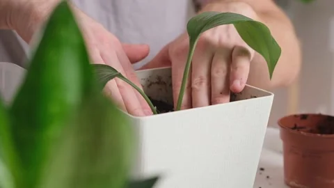 Transplanting eucharis from small pot large one. man compresses earth around Stock Footage 233846945