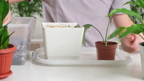 Transplanting eucharis from a small pot to a large one. A man adds earth to a Stock Footage 233847011