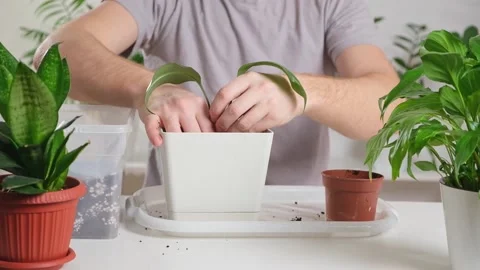 Transplanting eucharis from a small pot to a large one. A man adds earth to a Stock Footage 233847197