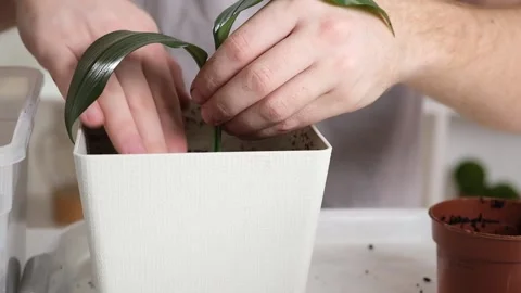 Transplanting eucharis from small pot large one. man compresses earth around Stock Footage 234165905