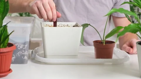 Transplanting eucharis from a small pot to a large one. A man adds earth to a Stock Footage 234165991