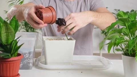 Transplanting eucharis from a small pot to a large one. A man pulls a houseplant Stock Footage 234166386