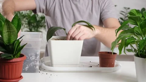 Transplanting eucharis from a small pot to a large one. A man adds earth to a Stock Footage 235315454