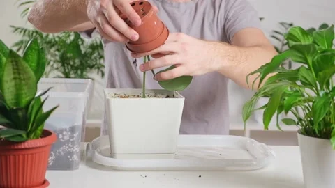 Transplanting eucharis from a small pot to a large one. A man pulls a houseplant Stock Footage 235913729